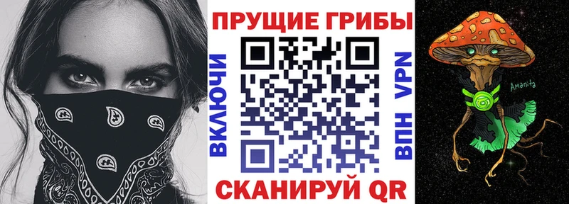 Псилоцибиновые грибы Psilocybe Великий Новгород